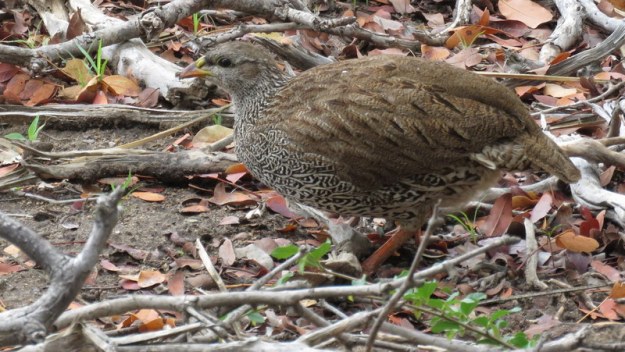 IMG_3102 Natal Spurfowl 2019-11-14 8-47-20 AM