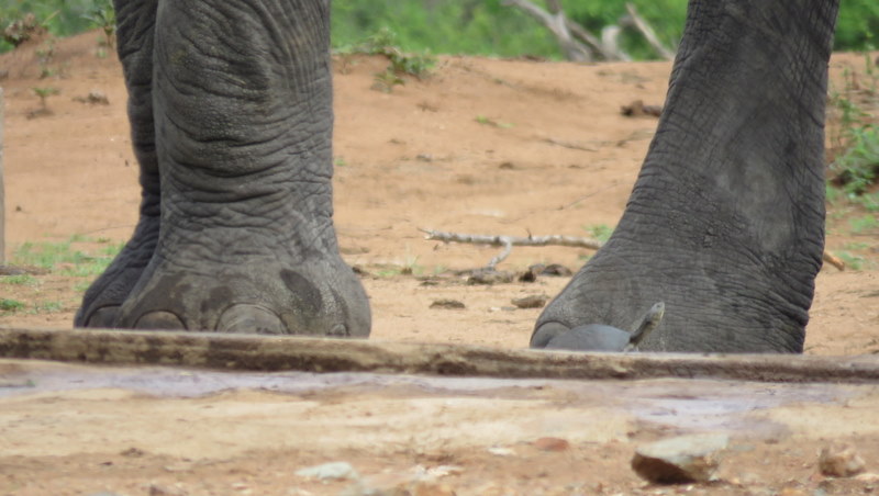 IMG_3120 Terapin at elephant's feet 2019-11-14 9-14-17 AM