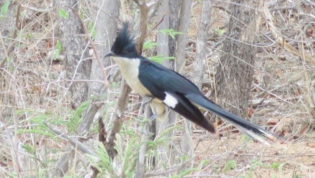 IMG_3129 Jacobin Cuckoo Pied Morph 2019-11-14 10-46-13 AM