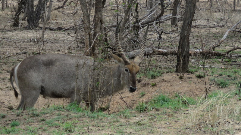 IMG_3137 Waterbuck 2019-11-14 11-38-40 AM