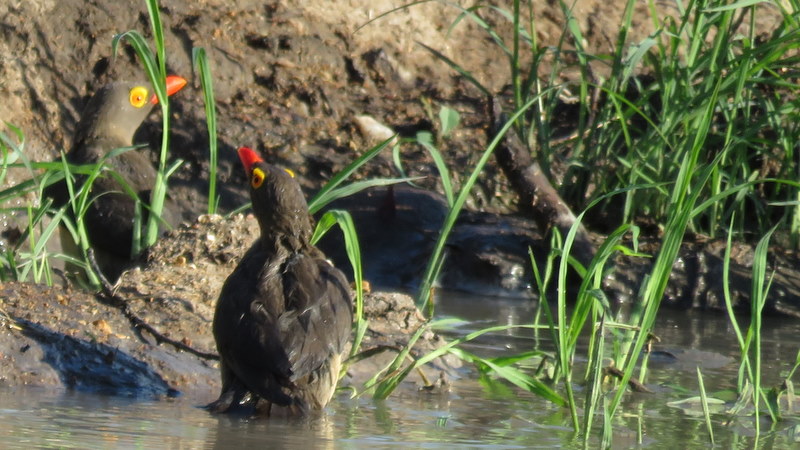 IMG_3254 ox-peckers bathing 2019-11-15 4-49-00 PM