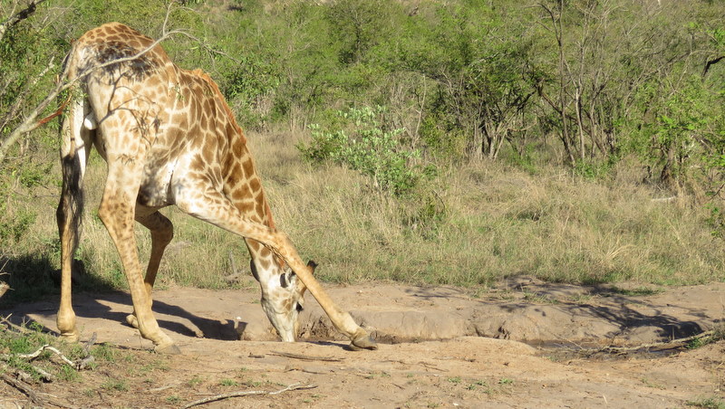 IMG_3259 Giraffe drinking 2019-11-15 4-49-50 PM