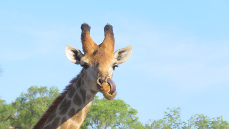 IMG_3263 Giraffe tonuge up his nose 2019-11-15 4-50-28 PM