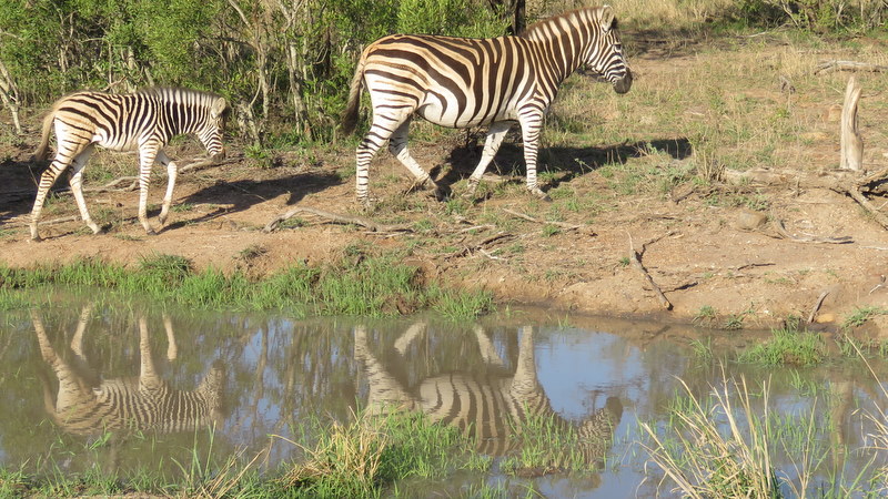 IMG_3276 Zebra reflections 2019-11-15 4-52-03 PM.JPG