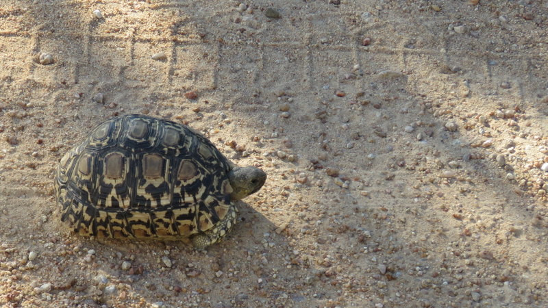 IMG_3286 Tortoise 2019-11-15 4-59-34 PM.JPG