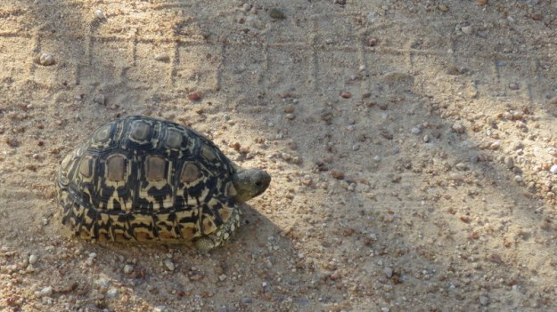 IMG_3286 Tortoise 2019-11-15 4-59-34 PM.JPG