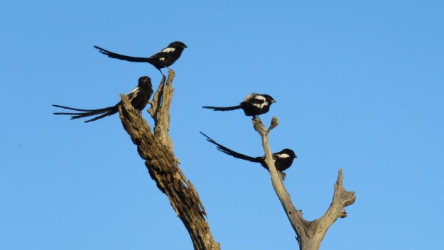 IMG_3303 Magpie shrikes 2019-11-15 5-38-16 PM.JPG
