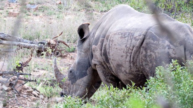 IMG_3313 Rhino 2019-11-15 5-45-37 PM.JPG