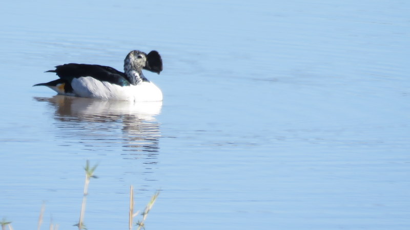 IMG_3331 Male knob-billed duck 2019-11-16 8-15-49 AM