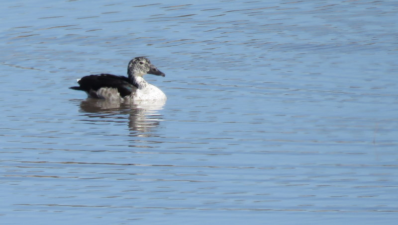 IMG_3339 female knob-billed duck 2019-11-16 8-17-09 AM