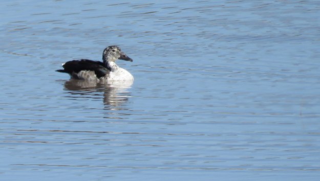 IMG_3339 female knob-billed duck 2019-11-16 8-17-09 AM