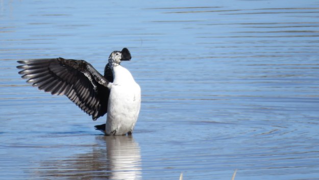 IMG_3344 Male Knob-billed duck look at me 2019-11-16 8-17-56 AM