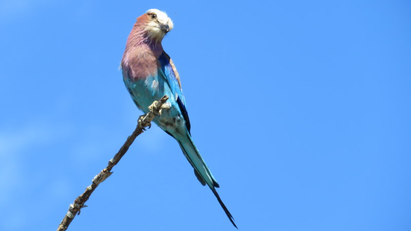 IMG_3349 Lilac-breasted roller 2019-11-16 8-44-55 AM