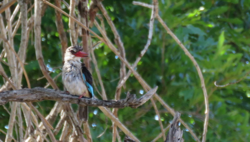 IMG_3361 brown-hooded kingfisher 2019-11-16 2-30-15 PM