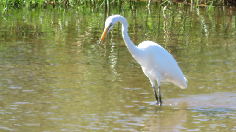 IMG_3368 Great Egret 2019-11-16 2-46-21 PM