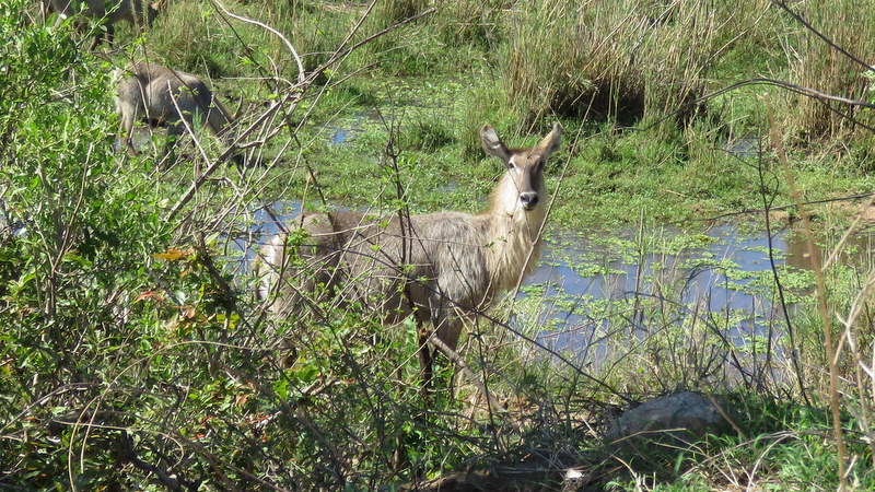 IMG_3379 Waterbuck 2019-11-16 2-56-21 PM