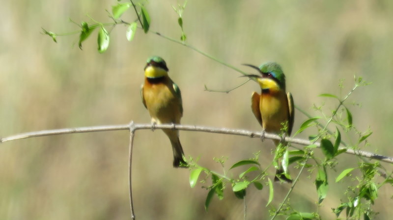IMG_3383 Little bee-eater 2019-11-16 3-12-45 PM