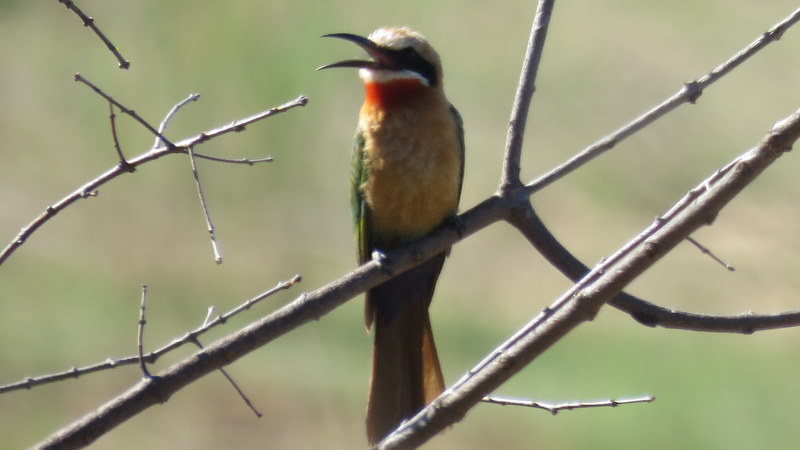IMG_3394 White-fronted bee-eater 2019-11-16 3-19-55 PM