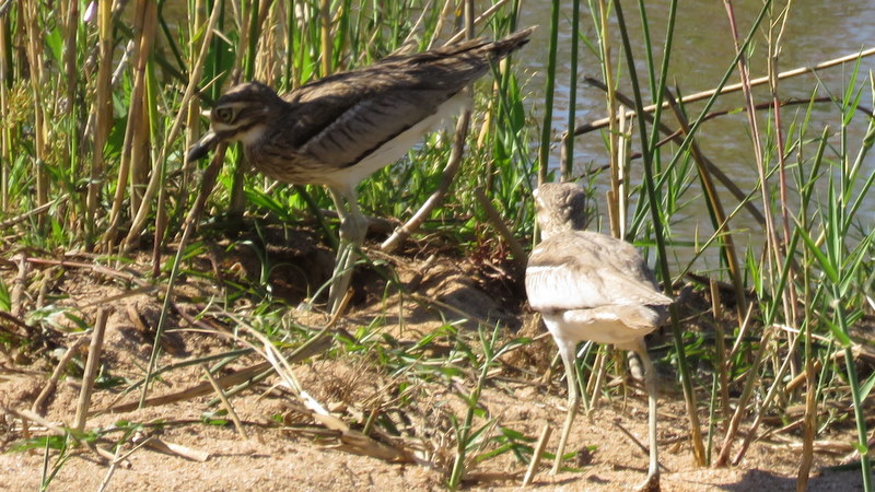 IMG_3398 water thick-knee 2019-11-16 3-23-36 PM