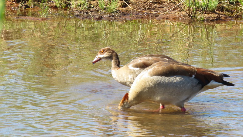 IMG_3404 Egyptian Geese 2019-11-16 3-24-27 PM
