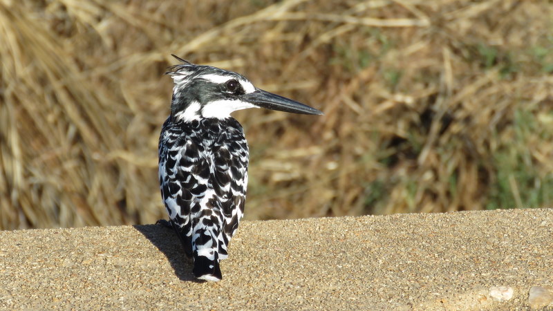 IMG_3435 Pird kingfisher 2019-11-16 4-34-04 PM