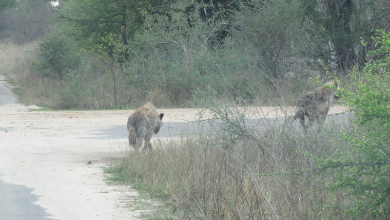 IMG_3445 Hyaena 2019-11-17 6-48-44 AM
