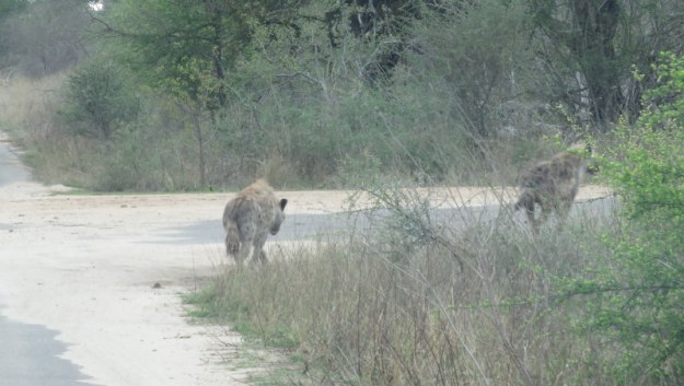 IMG_3445 Hyaena 2019-11-17 6-48-44 AM