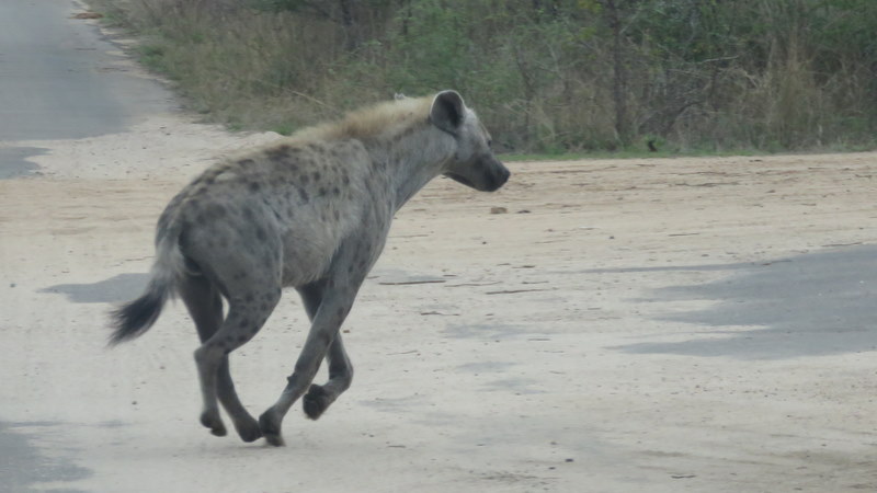IMG_3446 Hyaena 2019-11-17 6-48-51 AM