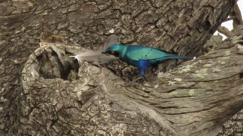 IMG_3478 Greater Blue Eared Starling with feather 2019-11-17 7-10-56 AM 2019-11-17 7-10-56 AM