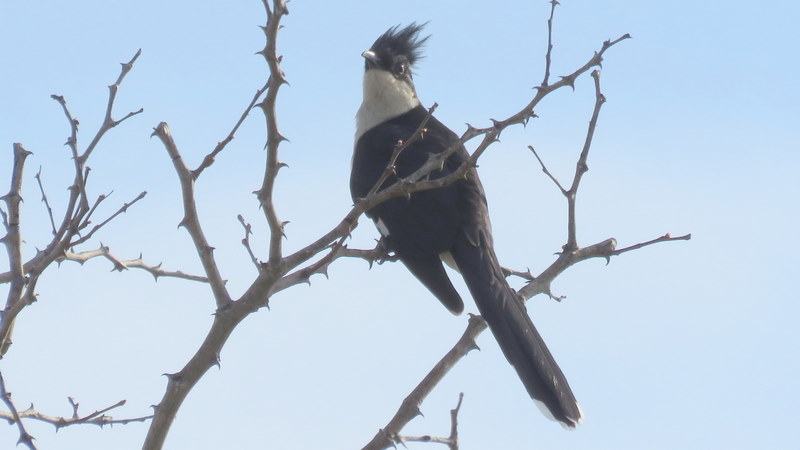 IMG_3485 Jacobin Cuckoo Pied Morph 2019-11-17 7-25-46 AM