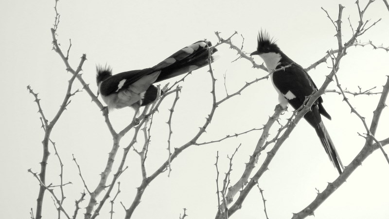 IMG_3492 Jacobin Cuckoos 2019-11-17 7-26-07 AM