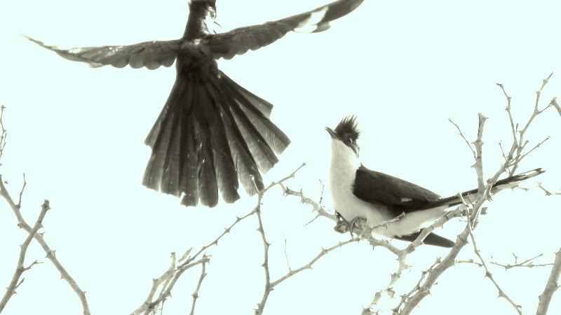 IMG_3493 Jacobin Cuckoos 2019-11-17 7-26-13 AM