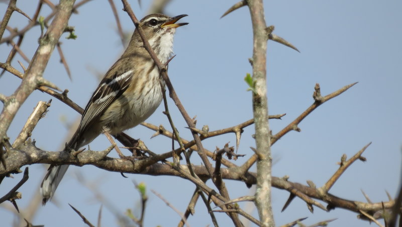 IMG_3501 African Pipit 2019-11-17 7-30-08 AM