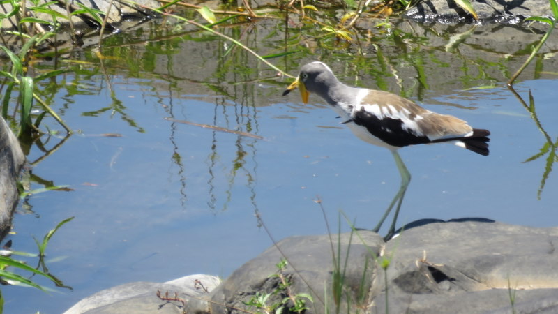 IMG_3604 white-fronted lapwing 2019-11-17 11-34-56 AM