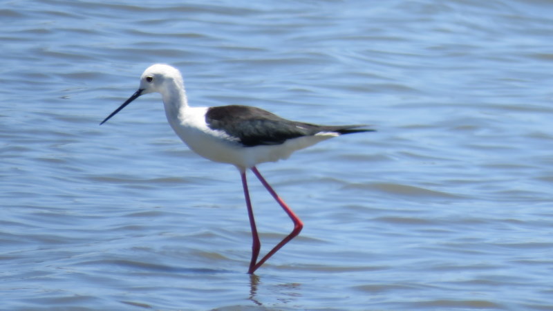 IMG_3623 Black-winged Stilt Sunset Dam 2019-11-17 12-03-46 PM
