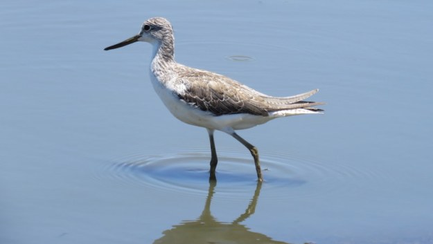 IMG_3635 Greenshank 2019-11-17 12-09-28 PM