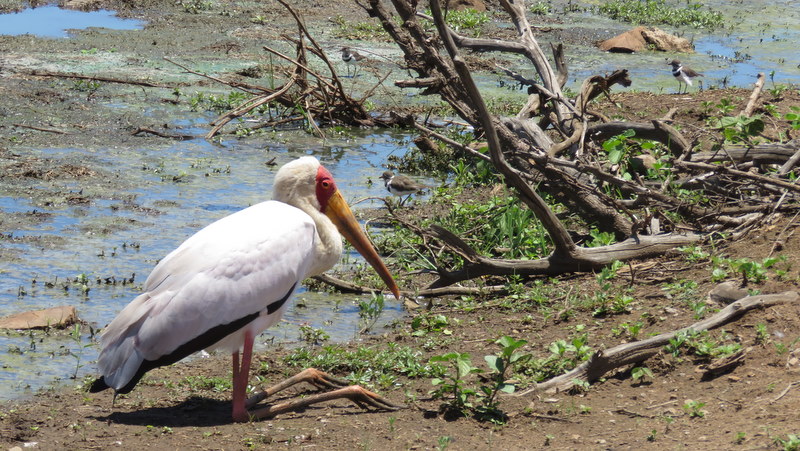 IMG_3637 yellow-billed stork 2019-11-17 12-09-44 PM