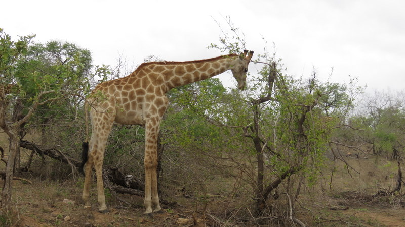 IMG_3776 Baby Giraffe 2019-11-18 7-43-26 AM