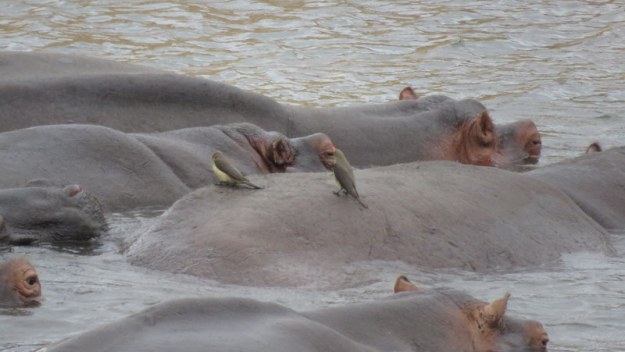 IMG_3779 Pod of Hippo 2019-11-18 7-52-49 AM.JPG