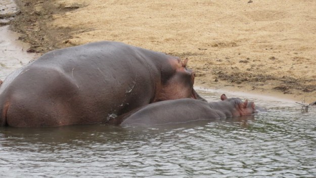 IMG_3796 Hippo AND BABY 2019-11-18 7-55-30 AM