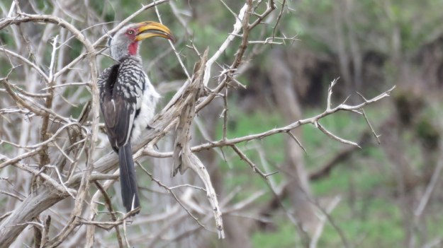 IMG_3817 Yb Hornbill 2019-11-18 9-00-12 AM