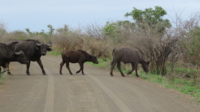 IMG_3835 buffalo 2019-11-18 9-11-16 AM