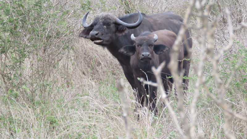 IMG_3846 mother and baby buffalo 2019-11-18 9-15-08 AM