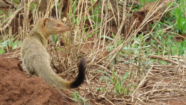 IMG_3891 yellow mongoose 2019-11-18 9-38-46 AM