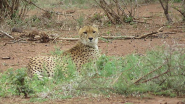 IMG_3920 cheetah 2019-11-18 9-55-35 AM