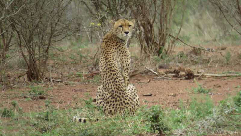 IMG_3944 cheetah 2019-11-18 10-11-35 AM