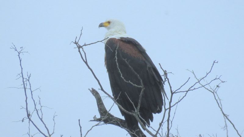 IMG_4334 Fish Eagle 2019-11-21 7-40-45 AM