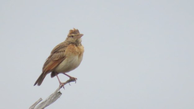 IMG_4345 Rufous-naped Lark 2019-11-21 8-22-14 AM