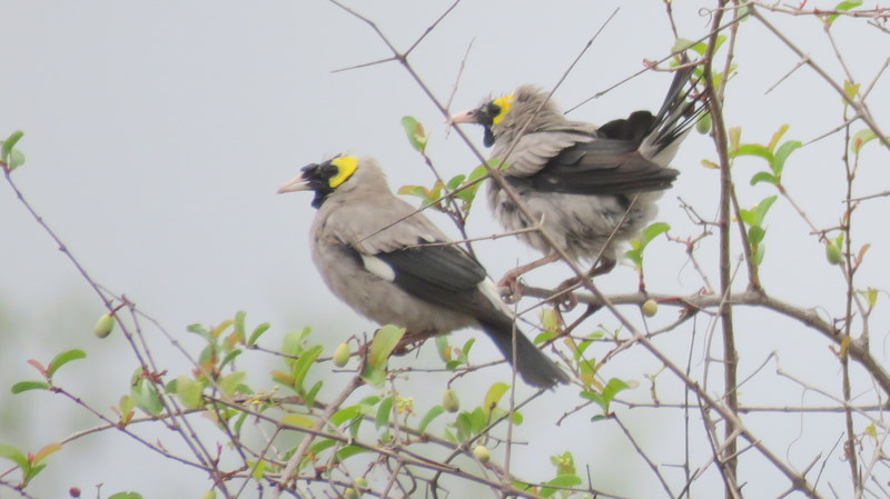 IMG_4362 Wattled Starlngs 2019-11-21 8-39-07 AM