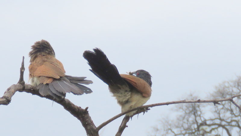 IMG_4386 Courting Coucalls 2019-11-21 9-15-49 AM